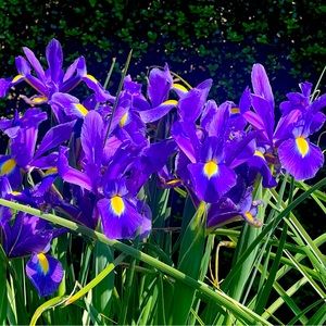 Meet your Posher, Ellen